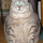 Fatcat.thumb