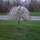 Tree.thumb