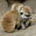 Meerkat-buddypic-200px.thumb