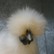 Fb_profile_picture.large