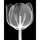 X-ray_tulip.thumb