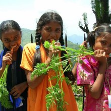 Mountain_carrots_by_kirsten_anderson.large