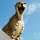 Cheetah.thumb