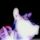 Pamm_60.thumb