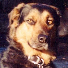 Lou-_1993-_cropped2.large