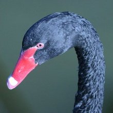 Blackswan-bigsquare.large