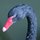Blackswan-bigsquare.thumb