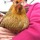 Chicken_face.thumb