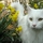 Stunning_white_maine_coon.thumb