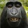Monkeyshot.thumb