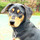 Finedog-small.thumb