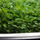 Arugula.thumb