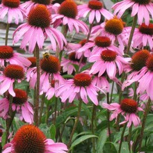 Echinacea_600w.large