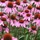 Echinacea_600w.thumb