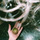 Littlepear.thumb