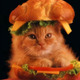 Kitty_sandwich_big