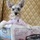 Flagpoledog.thumb