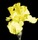 Flower.thumb