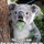 Koala.thumb
