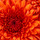 Chrysanthemum.thumb