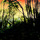 Jungla.thumb