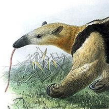 Tamandua_thumbnail.large