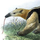 Tamandua_thumbnail.thumb