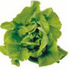 Lettucesflink.large