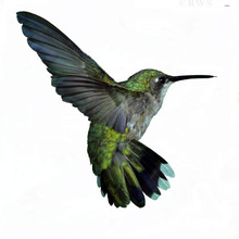 Hummingbird.large