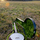 Banjo.thumb