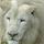 White_lion_-_cincinnati_zoo_-_donald_byrd.thumb