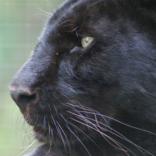 Panther_cc_tim_ellis_large.large