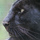 Panther_cc_tim_ellis_large.thumb