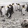 Sealwin.thumb