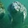 Manatee_mom_2.thumb