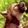 Wolfsnocap65.thumb