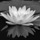 Lilybw.thumb