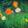 Poppies.thumb