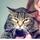 Sammycat.thumb