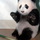 Pandaforeverything.thumb