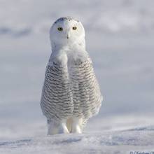 Snowy_owl.large