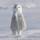 Snowy_owl.thumb