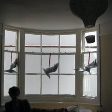 Seabirds.large