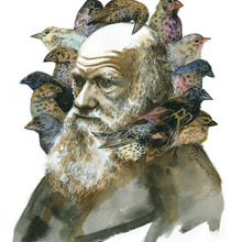 Darwinbarnumai.large