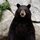 Bear-grandfather-mtn-tim-floyd-779608.thumb