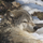 Wolf.thumb
