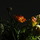 Kc_dsc_2681.thumb