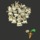 Zombie_rabbit.thumb