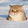 Snocat.thumb