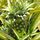 Pineapp2.thumb